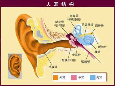 人的听觉与言语是一套复杂系统