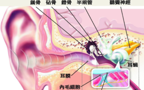 听力损失的高危险因子有哪些
